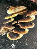 Gloeophyllum sepiarium image