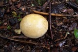 Stropharia hornemannii image