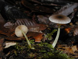Bolbitius reticulatus image