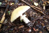 Stropharia hornemannii image