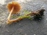 Conocybe tenera image