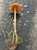 Conocybe tenera image