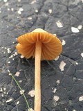 Conocybe tenera image