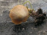Conocybe tenera image