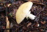 Stropharia hornemannii image