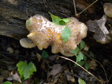 Hohenbuehelia mastrucata image