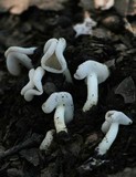 Helvella compressa image