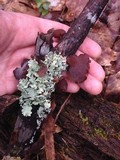Parmotrema reticulatum image