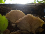 Hohenbuehelia mastrucata image