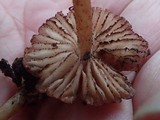 Inocephalus cystomarginatus image