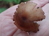 Inocephalus cystomarginatus image