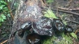 Pseudoplectania vogesiaca image