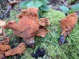Hypomyces aurantius image