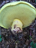 Boletus orovillus image
