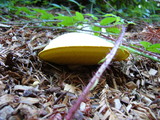 Boletus orovillus image