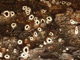 Stictis radiata image