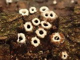 Stictis radiata image