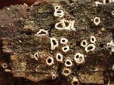 Stictis radiata image