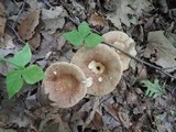 Russula decolorans image