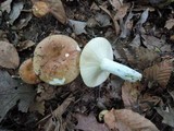 Russula decolorans image