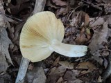 Russula decolorans image