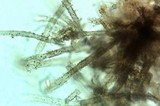 Neodasyscypha cerina image