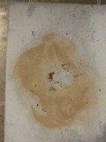 Clitocybe subconnexa image