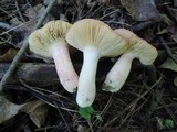 Russula rosea image