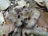Craterellus foetidus image