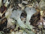 Craterellus foetidus image