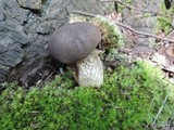 Retiboletus griseus image