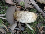 Retiboletus griseus image