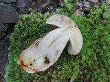 Retiboletus griseus image