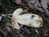 Retiboletus griseus image
