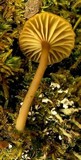 Lichenomphalia umbellifera image