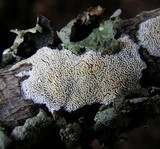 Schizopora paradoxa image