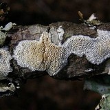 Schizopora paradoxa image