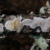 Schizopora paradoxa image
