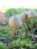 Psilocybe semilanceata image