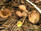 Peziza vesiculosa image