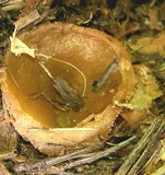 Peziza vesiculosa image