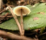 Mycena amicta image