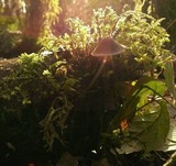 Mycena amicta image