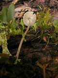 Mycena amicta image