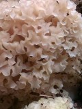 Sparassis crispa image