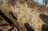 Hypoxylon tinctor image