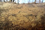 Hypoxylon tinctor image