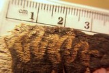 Hypoxylon tinctor image