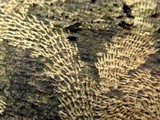 Hypoxylon tinctor image