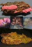 Arcyria ferruginea image